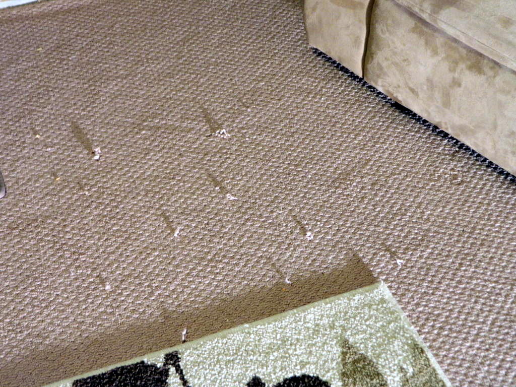 Getting rid of carpet snags with the help of floor detective | Floor ...